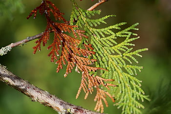 tree Of Life, thujen, leaves, dried Up, tree, green, brown, discoloration, fall, dry, dried
