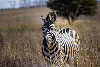 zebra, Afrika, dieren in het wild, soorten, fauna, dier, natuur, zoogdier, paarden