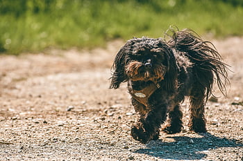dog, mixed Breed Dog, outdoors, pet, mammal, domestic Animal, nature, animal, poodle, canine