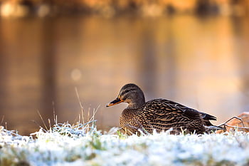 鳥、 アヒル、 鳥類学、 自然、 種、 動物相、 鳥類、 動物、 くちばし、 野生動物