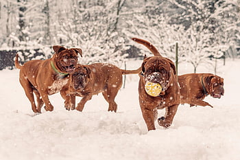 dogs, playing, snow, french Mastiff, puppies, dogue De Bordeaux, young Dogs, pets, animals, nature, domestic Dogs