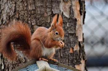 veverka, hlodavec, volně žijících živočichů, savec, lesní zvíře, fauna, zvíře, Příroda