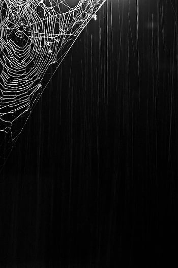pavučina, tma, halloween pozadí, Příroda, déšť, dešťové srážky, pavoučí síť, krásná tapeta, web, Pozadí, předvečer Všech svatých