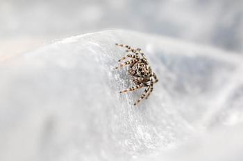 クモ、 バグ、 狩猟、 自然、 寄生虫、 野生動物、 屋外の、 動物、 マクロ、 接地、 小さい