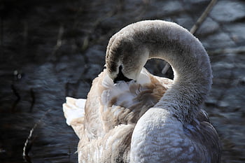swan, bird, mute Swan, gooseneck, young Swan, plumage, nature, water Bird