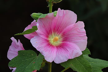 flower, hollyhock, common Peony, alcea Rosea, blossom, bloom, plant, garden, garden Hollyhock, mallow Family, ornamental Plant