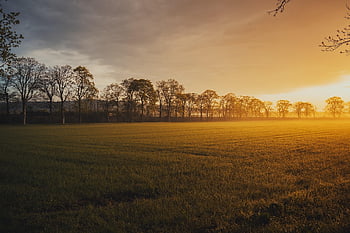 park, clouds, sky, trees, lawn, field, nature, grass, agriculture, sun, sunset