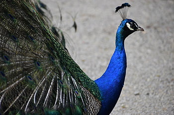 peafowl, peacock, nature, bird, feathers, pattern, design, peacock Feathers, plumage, exotic Bird, ave