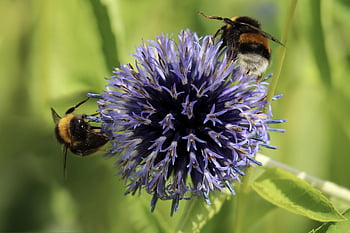 dark Bumble Bees, bumble, flower Background, beautiful Flowers, insects, bombus Terrestris, flower Wallpaper, banater Globe Thistle, pollinate, echinops Bannaticus, nectar