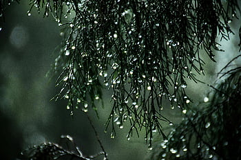 fotografia ravvicinata, foglie bagnate, gocce di pioggia, aghi di pino, Scena della natura serena, fotografia naturalistica, fotografia all'aperto, gocce d'acqua, verdura, bellezza naturale, scena della foresta