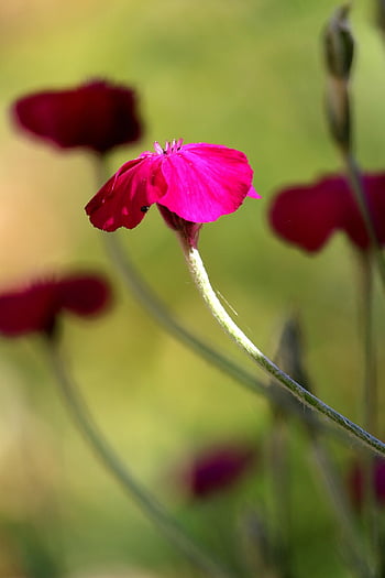 puzzle Carnation, velvet Carnation, blossom, bloom, flower, bright, garden, stone Bed, flower Wallpaper, stone Bed Plant, nature