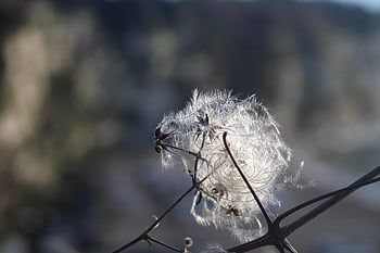 nature, flora, winter, pattern, travellers Joy, clematis Vital A, shrub, bush