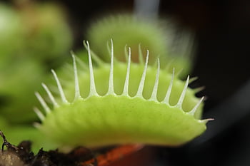 carnivore, plant, nature