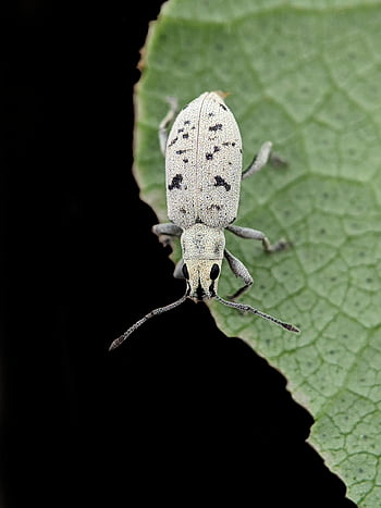 bug, kumbang, serangga, daun, makro, alam