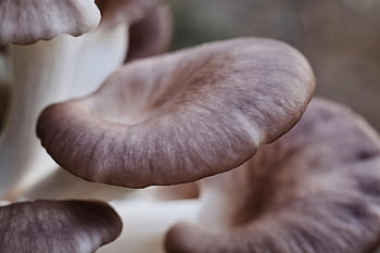 oyster Mushrooms, mushrooms, edible Mushrooms, oyster Fungi, fungi, toadstools, nature, closeup