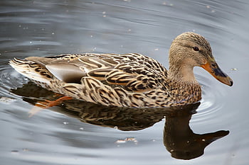 mallard, duck, nature, water Bird, plumage, habitat, pond, ornithology, bird, fauna, animal