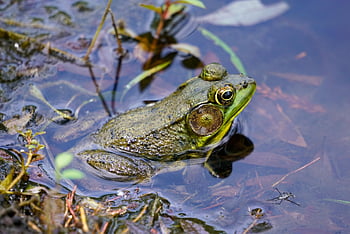 frog, animal, pond, water, nature, amphibian, swim, vertebrate, animal Photography, pondering, pretty