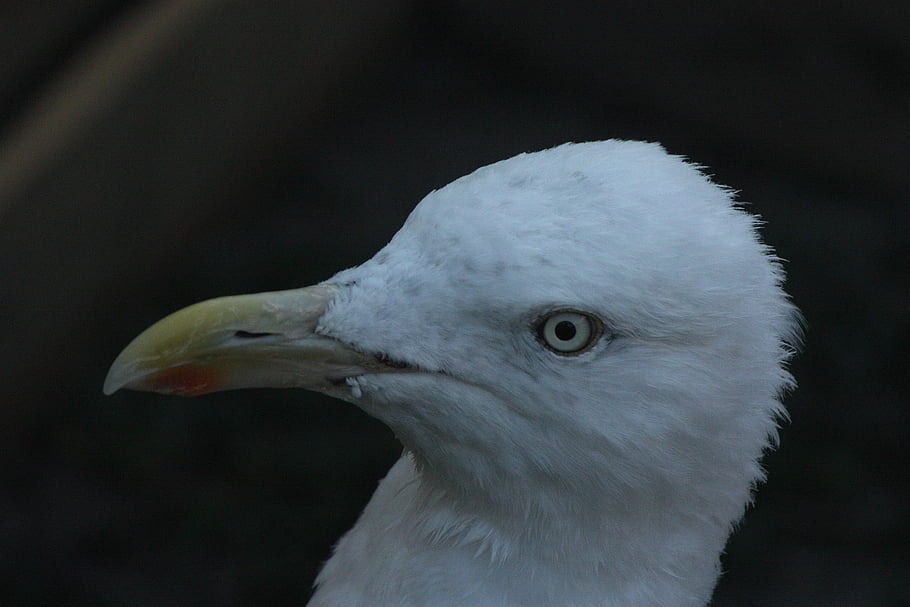 burung, burung laut, hewan, bulu burung, alam, paruh, tagihan, ilmu burung, dunia Hewan, untuk menutup, camar