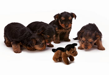 Yorkshire Terrier puppies, black and brown puppies, long haired puppies, plush toy, studio setting, curious puppies, puppy exploration, adorable puppies, puppy play, puppy interaction, plush dog toy