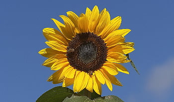 sunflower, flower, petals, plant, helianthus Annuus, blossom, bloom, leaves, summer