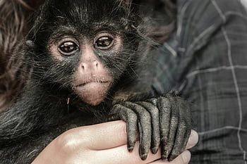 person som holder apen, nærbilde portrett, ung edderkoppape, holde hender, menneskelig interaksjon, et sjarmerende uttrykk, Animal-Human Bond, primat, dyreliv fotografering, søt dyr, baby ape