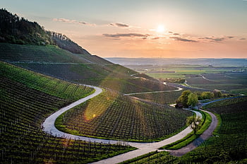 vineyard, landscape, bavaria, sunset, clouds, road, nature, swiss Francs, winegrowing, agriculture, viticulture