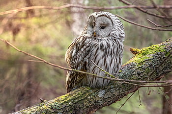 bird, owl, ural Owl, strix Uralensis, bird Of Prey, branch, tree, forest, woodland, grass, animal
