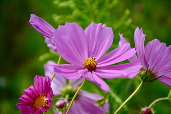 purple cosmos flower, closeup photo, vibrant pink cosmos, full bloom, nature's beauty, pink flowers, cosmos flowers, floral photography, garden flowers, outdoor flowers, spring flowers