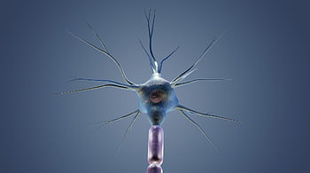 neuron, cyton, dendrites, science, nerve, anatomy, biology, medical, nerves