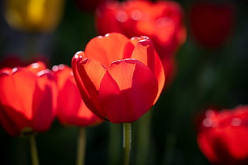 tulips, flowers, plant, red Tulips, red Flowers, petals, beautiful Flowers, bloom, spring Flowers, spring, flower Background