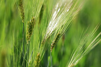 barley, grain, grain Field, barley Field, spike, agriculture, nourishment, ear, field, fields, winter Barley