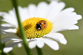 ladybug, beetle, red, insect, macro, flower Wallpaper, lucky Charm, dotted, daisy, flower, beautiful Flowers