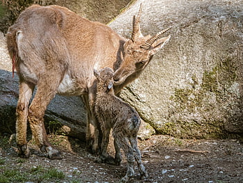 ibexes, capricorn Mother And Child, nature, born, capricorn Kitz, cub, capricorn Mother, mammals, trusted, cute, wildlife