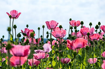 ポピー、 花の壁紙、 花、 ピンクのポピー、 ピンクの花、 咲く、 美しい花、 フローラ、 栽培、 花の背景、 農業の