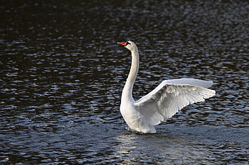 swan, lake, mute Swan, wings, spread, winter, nature