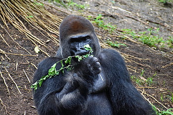 gorilla, animal, ape, primate, mammal, zoo, endangered, wildlife, animal World, wildlife Photography, nature