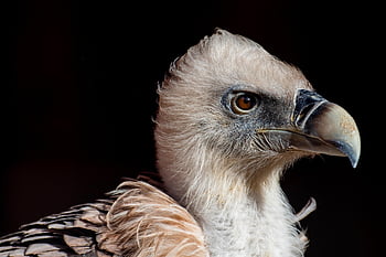 vulture, griffon Vulture, bird, scavenger, beak, birds Of Prey, close Up, feathers, head, wildlife, nature