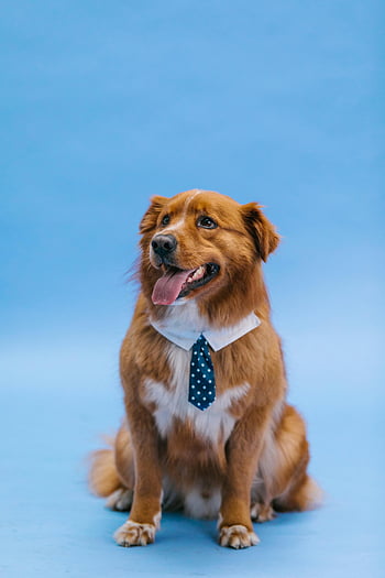 Hund iført slips, Charmerende brun hund, Blå polka dot slips, Indhold med kæledyrstema, solid baggrund, sød hund, hund i slips, hundemode, hundefotografi, Dogtilbehør, blå baggrund