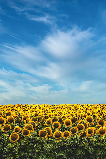 sunflower field, yellow sunflowers, blue sky, white clouds, sunny day, summer landscape, outdoor scenery, nature photography, floral field, bright sunflowers, natural beauty