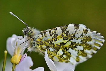 Příroda, motýl, aurora motýl, ženský, zblízka, květ, létající hmyz, křídlo, jaro
