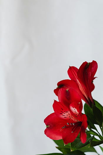 flori rosii, material textil alb, Lilie roșie vibrantă, delicate petale, frunze verzi, fundal alb, a închide, fotografie florală, roșu crin, fotografie de flori, fotografia naturii