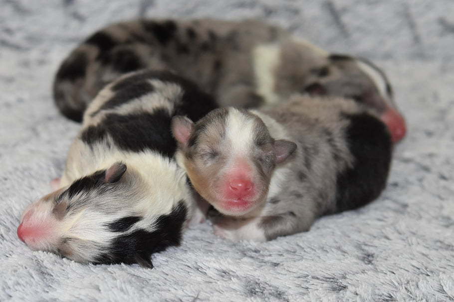 κουτάβια, νέος γεννημένος, μωρά, Σκύλοι, shetland sheepdog, των ζώων, Shetland Sheepdog Skippie -μπλε, γλυκό-μπλε τσοπανόσκυλο Shetland, σκύλα skippie μπλε