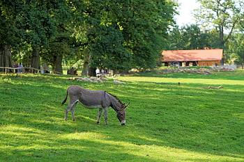 Esel, grasen, Wiese, ländlich, Gras, Weide, grauer Esel, Maultier, Säugetier, Natur, Essen