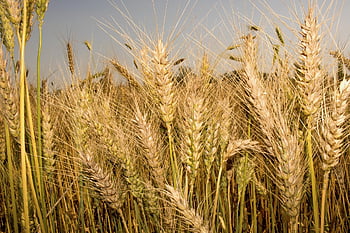 wheat, grain, crop, cer­eal, barley, farmland, farm, agriculture, growth, harvest, land