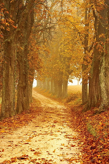 Herbstblätter, Waldweg, lebhafter Herbst, Auf hohe Bäume, einladender Weg, Herbstlaub, Herbstlandschaft, Naturfotografie, blattbedeckter Boden, Herbstwald, Saisonale Schönheit