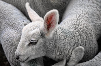 sheep, lamb, animal, livestock, ruminant, ungulate, farm Animal, wool, farm, portrait