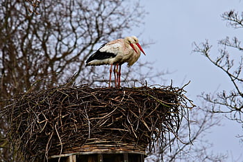 čáp, brodivý pták, zvíře, ciconia ciconia, Pírko, peří, zobák, dlouhá noha, stojící, hnízdo, volně žijících živočichů