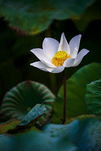 lotosový květ, bílý lotos, květ, svěží zelené listy, klidný, detail, venku, taipei, tchaj-wan, fotografování přírody, květinové fotografie