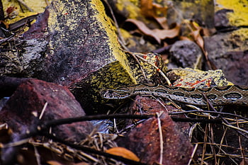 reptile, snake, rattle Snake, boa, python, species, fauna, nature, venomous, wildlife