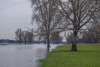 alluvione, allagamento, natura, acqua, allagato, forza della natura, flusso, bagnato, livello dell'acqua, sul fiume, Reno